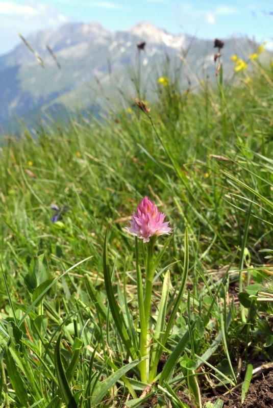 La Nigritella widderi nel Gran Sasso dItalia  luglio 2021.